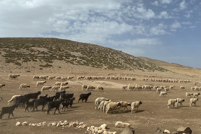 عيد الأضحى بطعم المرارة