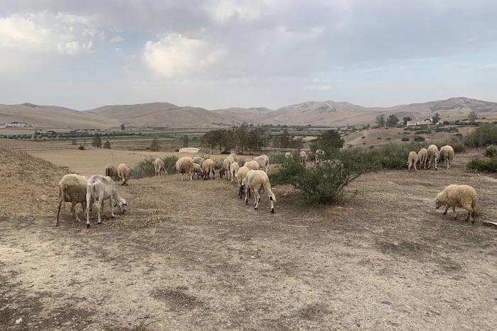 عرض الأضاحي يناهز 92 ألفا و160 رأسا بفاس ومولاي يعقوب