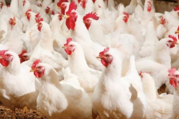 أسعار الدجاج تحلقا عاليا وتثير استياء شديدا لدى الأسر المغربية أسعار الدجاج تحلقا عاليا وتثير استياء شديدا لدى الأسر المغربية