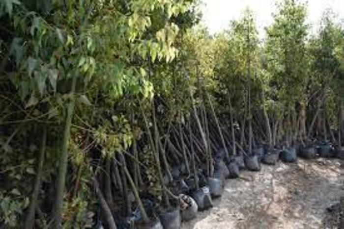 المغرب رائد في مجال البستنة قاريا ودوليا المغرب رائد في مجال البستنة قاريا ودوليا